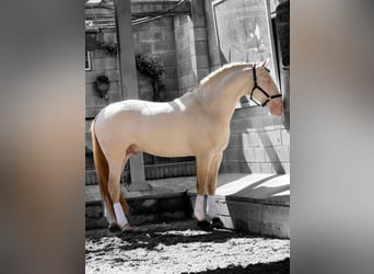 PRE, Hengst, 6 Jahre, 171 cm, Perlino