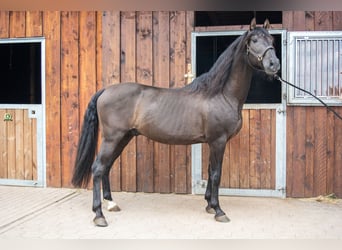 PRE, Hengst, 18 Jahre, 156 cm, Rappe