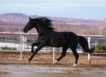 PRE, Hengst, 9 Jahre, 172 cm, Rappe