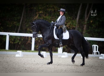 PRE, Hengst, 10 Jahre, 166 cm, Rappe