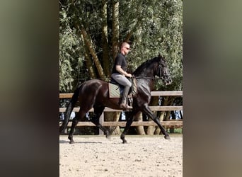 PRE, Hengst, 12 Jahre, 170 cm, Rappe