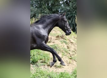 PRE, Hengst, 12 Jahre, 170 cm, Rappe