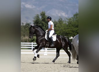 PRE, Hengst, 9 Jahre, 175 cm, Rappe