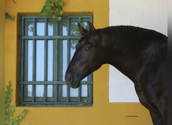 PRE, Hengst, 9 Jahre, 175 cm, Rappe