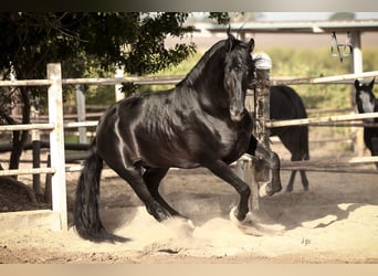 PRE, Hengst, 9 Jahre, 175 cm, Rappe