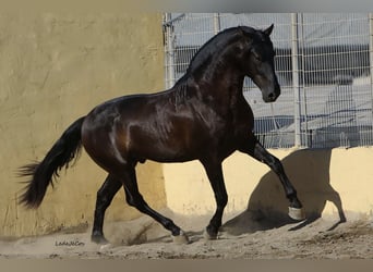PRE, Hengst, 9 Jahre, 175 cm, Rappe