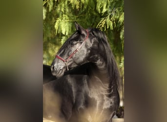 PRE, Hengst, 9 Jahre, 175 cm, Rappe