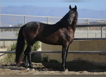 PRE, Hengst, 9 Jahre, 175 cm, Rappe