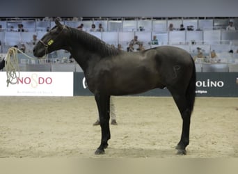 PRE, Hengst, 4 Jahre, 175 cm, Rappe