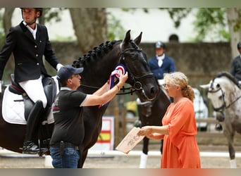 PRE, Hengst, 6 Jahre, 172 cm, Rappe