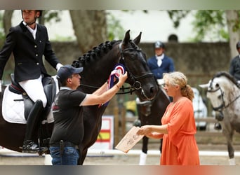 PRE, Hengst, 6 Jahre, 172 cm, Rappe