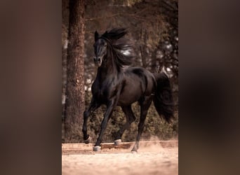 PRE, Hengst, 9 Jahre, 170 cm, Rappe