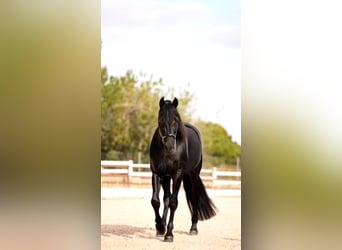 PRE, Hengst, 9 Jahre, 170 cm, Rappe