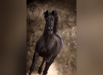 PRE, Hengst, 9 Jahre, 170 cm, Rappe