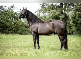 PRE, Hengst, 7 Jahre, 158 cm, Rappe