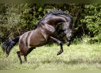 PRE, Hengst, 7 Jahre, 158 cm, Rappe