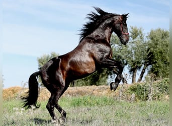 PRE, Hengst, 8 Jahre, 175 cm, Rappe