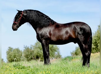 PRE, Hengst, 10 Jahre, 177 cm, Rappe