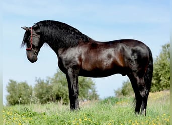 PRE, Hengst, 10 Jahre, 177 cm, Rappe