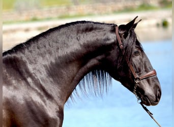 PRE, Hengst, 5 Jahre, 165 cm, Rappe