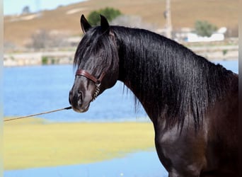 PRE, Hengst, 5 Jahre, 165 cm, Rappe