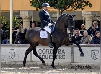 PRE, Hengst, 10 Jahre, 177 cm, Rappe