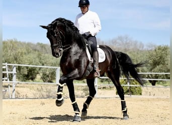 PRE, Hengst, 10 Jahre, 177 cm, Rappe