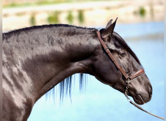 PRE, Hengst, 5 Jahre, 165 cm, Rappe