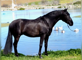 PRE, Hengst, 5 Jahre, 165 cm, Rappe
