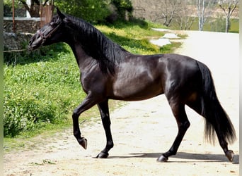 PRE, Hengst, 5 Jahre, 165 cm, Rappe