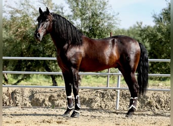 PRE, Hengst, 8 Jahre, 175 cm, Rappe