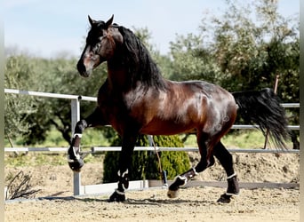 PRE, Hengst, 8 Jahre, 175 cm, Rappe