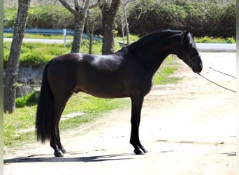 PRE, Hengst, 5 Jahre, 165 cm, Rappe