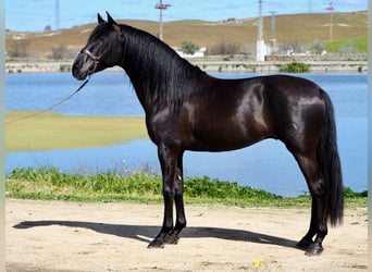 PRE, Hengst, 5 Jahre, 165 cm, Rappe
