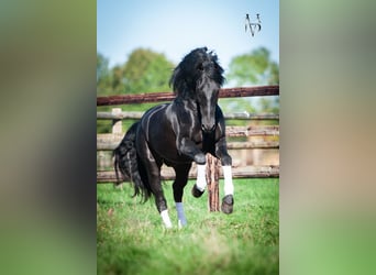 PRE, Hengst, 11 Jahre, 166 cm, Rappe