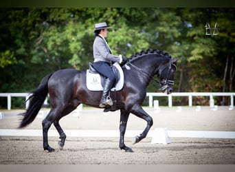 PRE, Hengst, 11 Jahre, 166 cm, Rappe