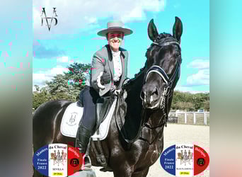 PRE, Hengst, 11 Jahre, 166 cm, Rappe