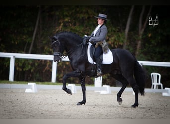 PRE, Hengst, 11 Jahre, 166 cm, Rappe