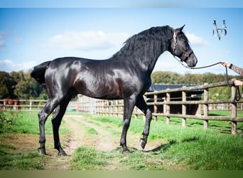 PRE, Hengst, 11 Jahre, 166 cm, Rappe