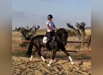 PRE, Hengst, 14 Jahre, 161 cm, Rappe