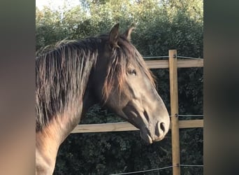 PRE, Hengst, 9 Jahre, 161 cm, Rappe