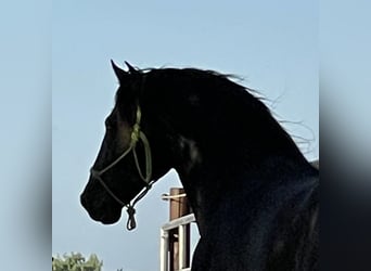 PRE, Hengst, 14 Jahre, 161 cm, Rappe