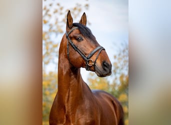 PRE, Hengst, 11 Jahre, 173 cm, Rotbrauner