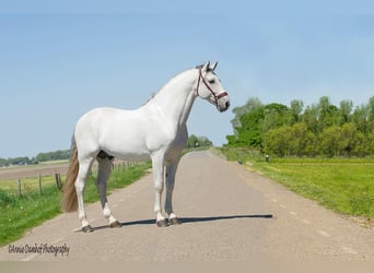 PRE, Hengst, 17 Jahre, 167 cm, Schimmel