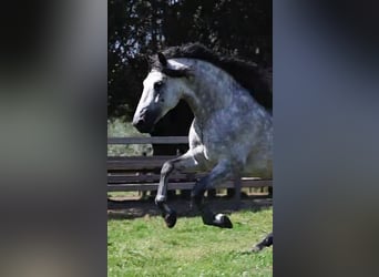 PRE, Hengst, 7 Jahre, 169 cm, Schimmel