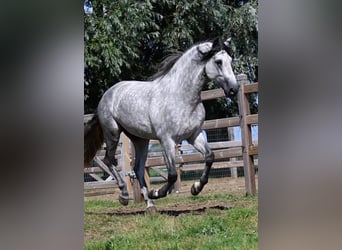 PRE, Hengst, 7 Jahre, 169 cm, Schimmel