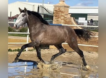 PRE, Hengst, 6 Jahre, 175 cm, Schimmel