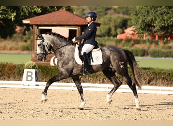 PRE, Hengst, 6 Jahre, 182 cm, Schimmel