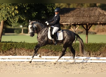 PRE, Hengst, 6 Jahre, 182 cm, Schimmel