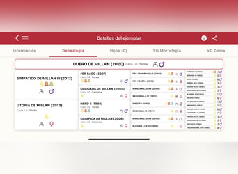 PRE, Hengst, 6 Jaar, 175 cm, Schimmel